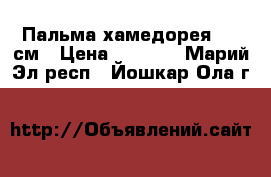 Пальма хамедорея 110 см › Цена ­ 1 000 - Марий Эл респ., Йошкар-Ола г.  »    